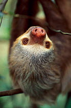 Close-up of Hoffmann's two toed sloth  {Choloepus hoffmanni} hanging upside down. Native to South America