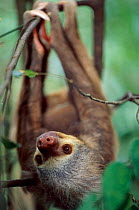 Hoffmann's two toed sloth {Choloepus hoffmanni} native to South America