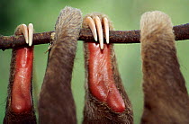 Close up of Hoffmann's two toed sloth limbs and claws {Choloepus hoffmanni} species native to South America