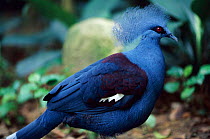 Profile portrait of Blue crowned pigeon {Goura cristata} vulnerable species native to Asia