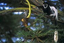 Eastern Black and white colobus monkey {Colobus guereza} in tree, Kenya