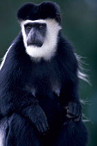 Eastern Black and white colobus monkey portrait {Colobus guereza}  Kenya, East Africa