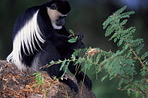 Eastern Black and white colobus monkey picking leaves from tree, Kenya, Africa