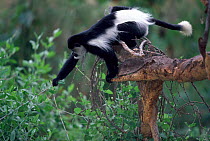 Eastern Black and white colobus monkey picking leaves, Kenya