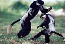 Eastern Black and white colobus monkeys fighting, Kenya, East Africa