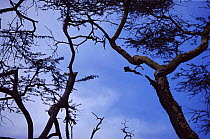 Eastern Black and white colobus monkey jumping between trees, Kenya