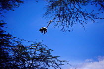 Eastern Black and white colobus monkey jumping between trees , Kenya