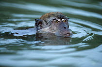 Crab eating / Long tailed macaque (Macaca fascicularis) swimming, Sumatran Coast, Indonesia