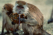 Crab eating / Long tailed macaque (Macaca fascicularis) feeding on Horseshoe crab, Sumatran Coast Indonesia