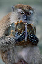 Crab eating / Long tailed macaque (Macaca fascicularis) feeding on Horseshoe crab, Sumatran Coast Indonesia