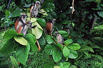 Zanzibar red colobus (Procolobus kirkii) group in tree, Jozani forest, Zanzibar, Tanzania
