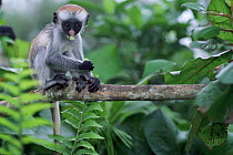 Zanzibar red colobus monkey (Procolobus kirkii) juvenile feeding on leaves, Jozani forest, Zanzibar, Tanzania