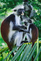 Zanzibar red colobus monkey (Procolobus kirkii) with young, Jozani forest, Zanzibar, Tanzania