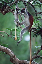 Zanzibar red colobus monkey (Procolobus kirkii) mother and baby hanging in tree, Jozani forest, Zanzibar, Tanzania
