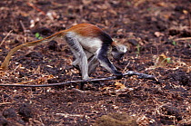 Zanzibar red colobus monkey (Procolobus kirkii) running with stick, Jozani forest, Zanzibar, Tanzania