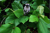 Zanzibar red colobus monkey (Procolobus kirkii) feeding in tree, Jozani forest, Zanzibar, Tanzania