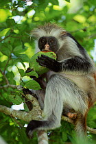 Zanzibar red colobus monkey (Procolobus kirkii) feeding in tree Jozani forest, Zanzibar, Tanzania