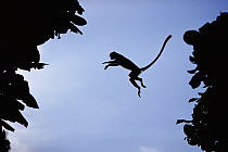 Zanzibar red colobus monkey (Procolobus kirkii) leaping between trees, Jozani forest, Zanzibar, Tanzania, Sequence 1 of 2
