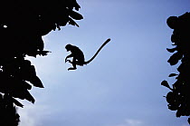 Zanzibar red colobus (Procolobus kirkii) leaping between trees, Zanzibar, Tanzania. Sequence 2 of 2