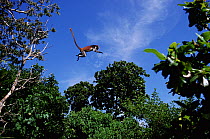 Zanzibar red colobus monkey (Procolobus kirkii) leaping between trees, Jozani forest, Zanzibar, Tanzania