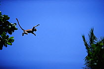 Zanzibar red colobus monkey (Procolobus kirkii) leaping between trees, Jozani forest, Zanzibar, Tanzania