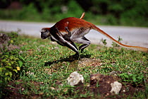 Zanzibar red colobus (Procolobus kirkii) running with young, Jozani forest, Zanzibar, Tanzania