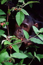 Chimpanzee feeding on berries, Gombe NP, Tanzania. Faustino