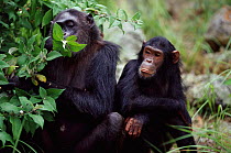 Chimpanzees feeding, Gombe NP, Tanzania. Fifi and Ferdinano