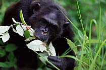 Chimpanzee eating berries {Pan troglodytes schweinfurthii} Gombe NP, Tanzania Fifi