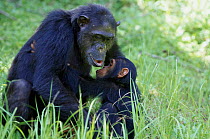 Chimpanzee mother Fifi gathering young Flirt in her arms {Pan troglodytes schweinfurthii} Gombe Tanzania