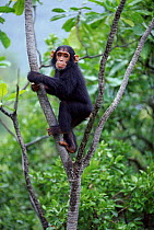 Juvenile Chimpanzee 'Flirt' in tree {Pan troglodytes schweinfurthii} Gombe NP Tanzania