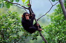 Juvenile Chimpanzee Flirt in tree {Pan troglodytes schweinfurthii} Gombe NP Tanzania