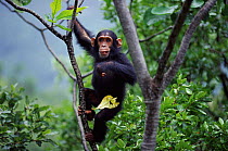 Juvenile Chimpanzee Flirt in tree {Pan troglodytes schweinfurthii} Gombe NP Tanzania