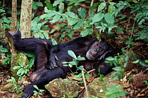 Male Chimpanzee resting, Gombe NP Tanzania. Freud