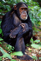 Male Chimpanzee sitting, Gombe NP Tanzania. Chris