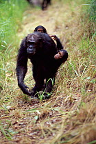 Chimpanzee carrying twins, Gombe NP, Tanzania. Gremlin with twin daughters Gold and Glitter