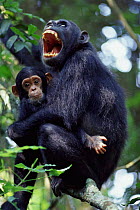 Chimpanzee protecting young, Gombe NP Tanzania. Fanni and Fundi