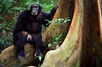 Male Chimpanzee sitting on tree buttress, Gombe NP Tanzania. Apollo