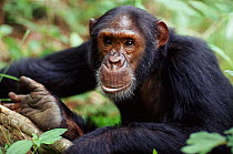 Male Chimpanzee portrait {Pan troglodytes schweinfurthii}  Gombe NP Tanzania. Chris