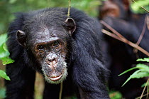 Male Chimpanzee portrait, Gombe NP Tanzania. Freud