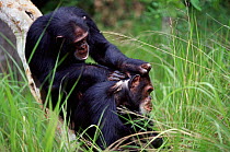 Chimpanzees grooming {Pan troglodytes schweinfurthii}  Gombe NP Tanzania. Gimbo and Faustino