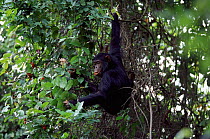 Chimpanzee feeding on fruit in tree, Gombe NP, Tanzania
