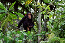 Chimpanzee in tree {Pan troglodytes schweinfurthii} Gombe NP Tanzania