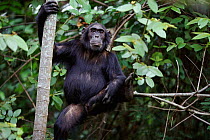 Male Chimpanzee sitting in tree, Gombe NP, Tanzania