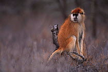 Patas monkey,  Kenya