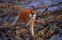 Patas monkey {Erythrocebus patas} feeding on flowers in Acacia tree, Kenya