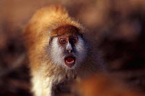 Patas monkey vocalising {Erythrocebus patas} Laikipia Plateau, Kenya