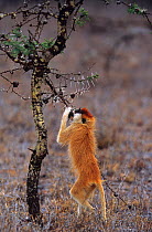Patas monkey {Erythrocebus patas} reaching up to feed on ant galls on Whistling thorn acacia tree, Kenya