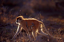 Patas monkey carrying young {Erythrocebus patas} Laikipia Plateau, Kenya