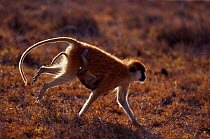 Patas monkey carrying young {Erythrocebus patas} Kenya